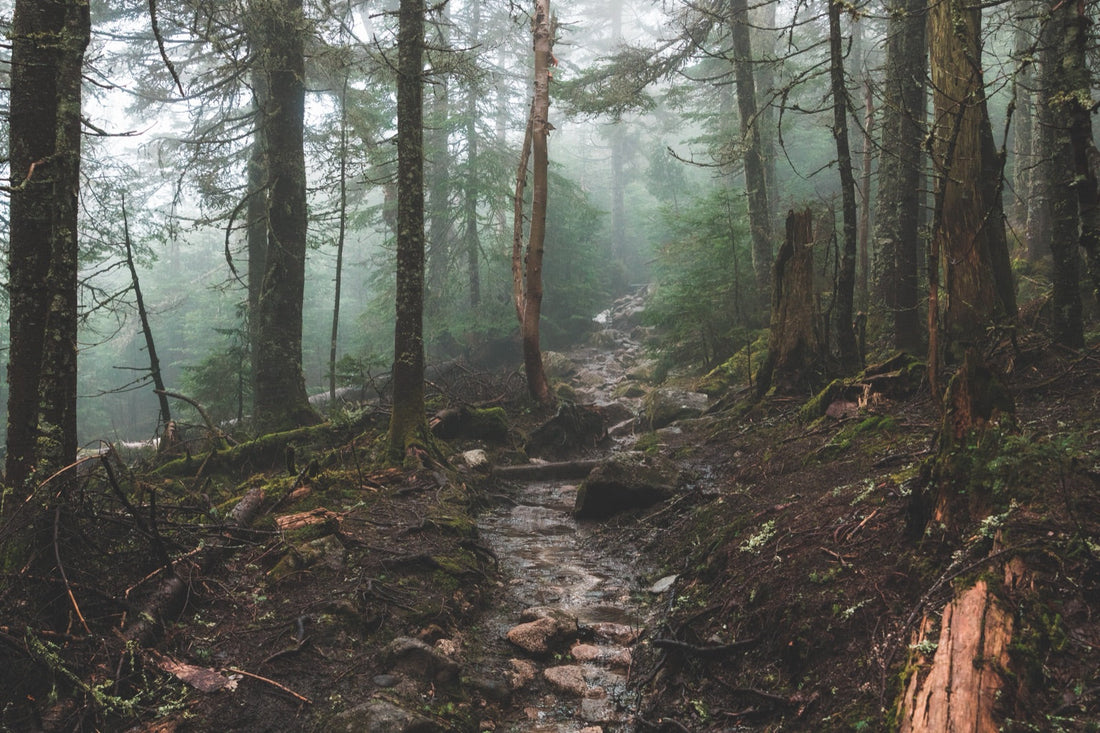 Forêt dans le brouillard, sentier et sol inégal, sans personnage